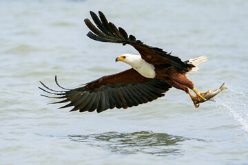 African Fish Eagle, Haliaeetus vocifer in flight during beautiful sunrise, Lake Baringo, Kenya,...