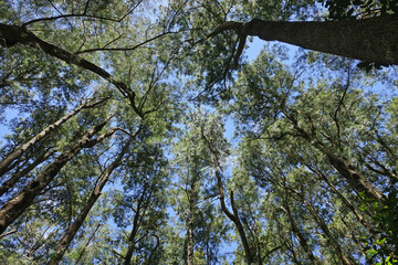 Fototapeta premium Gros plan sur les arbres sur l'île de la Réunion