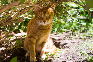 Naklejka na ściany i meble Ginger cat with startled expression and ears pricked seen hiding under branches in garden