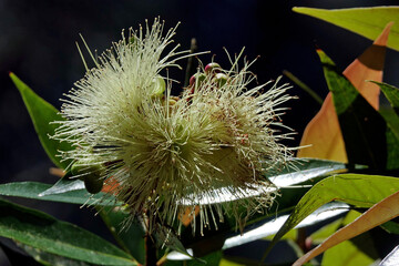 Fleur tropicale sur l'île de la Réunion