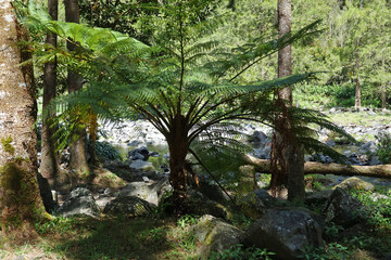Fougère arborescente au bord d'une rivière sur l'île de la Réunion