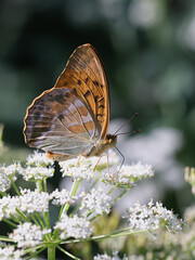 Silver-washed fritillary feeding on cow parsley