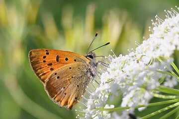 Obraz premium Scarce copper butterfly, feeding on Cow Parsley
