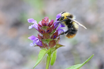 Bumblebee feeeding on Self-heal, Heal-all, also known as Heart-of-the-earth or  Woundwort, wild flowering plant from Finland