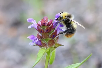 Crédence de cuisine en verre imprimé Abeille Bumblebee feeeding on Self-heal, Heal-all, also known as Heart-of-the-earth or  Woundwort, wild flowering plant from Finland