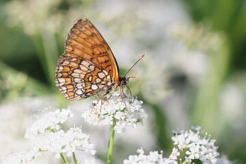 Heath fritillary, a butterfly from Finland