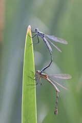 Emerald damselfly, also known as common spreadwing, male and female mating