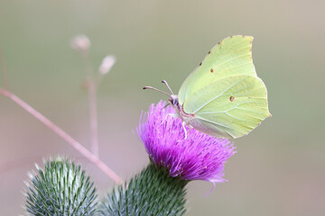 Common Brimstone, feeding on Spear Thistle 