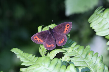 Arran Brown, a ringlet butterfly from Finland