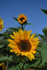 Fototapeta premium sunflower field with sky in summer