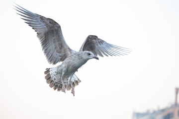 Obraz premium Seagull flying, about to land 