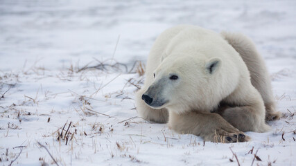 polar bear in the snow 01