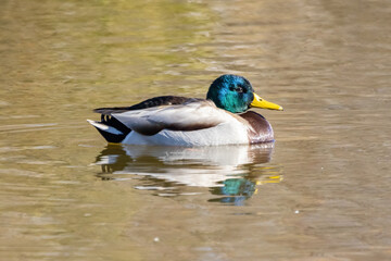 Male mallard or wild duck (Anas platyrhynchos)