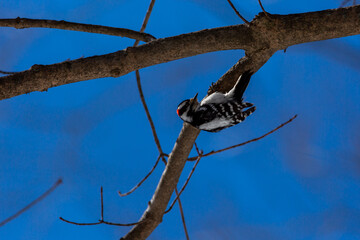 Downy Woodpecker