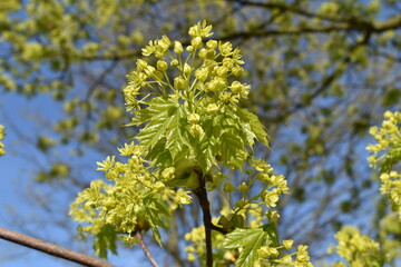 spring maple