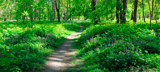 Path through a spring forest in bright sunshine. Wide photo