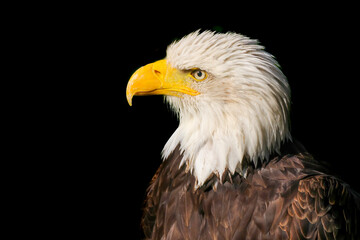 Bald eagle (Haliaeetus leucocephalus) head portrait, Alaska, United States of America
