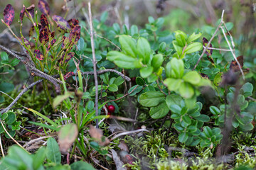 berries on a bush