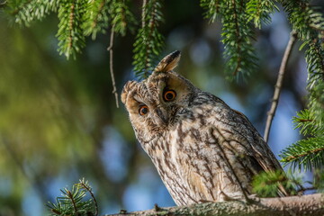 Owl on a tree