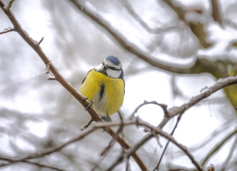 Fototapeta premium Blue tit bird sitting on a snow covered tree