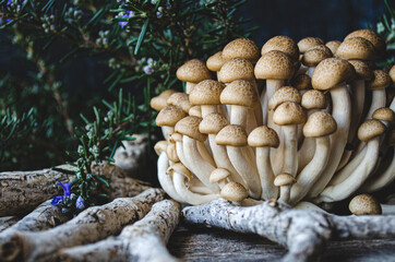 enoki mushrooms an rosemary on woonen background. Rustic style