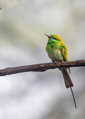 Green Bee Eater sitting on a tree
