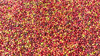 Harvested coffee fruits, natural products