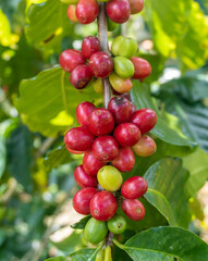 Coffee plant in the field, ripe fruit