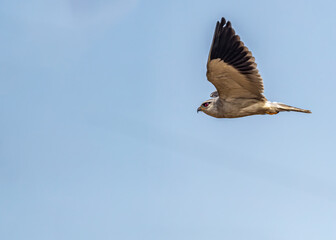 Black Shouldered Kite flying wings up