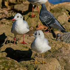 Two seagulls and a pigeon by a pond in a city park