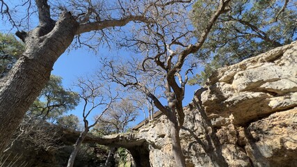 tree in the sky