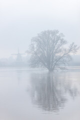 Tree in fog in the water because of flood