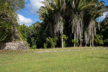 Palm trees in the ancient ruins
