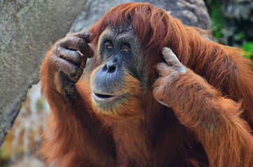 Orang-Utan Hear no evil © Russell