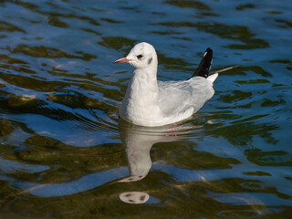 Seagull swimming in a pond of a city park