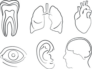 medical illustration, teeth, lungs, heart, eye, ear, brain, head