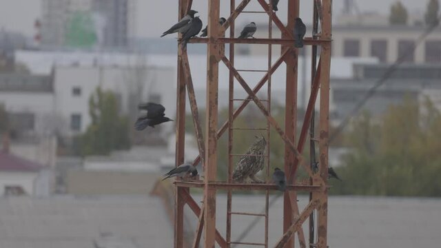 Long eared Owl Asio otus on a metal structure, surrounded by aggressive crows. Bird life in the city. Slow motion 120 fps