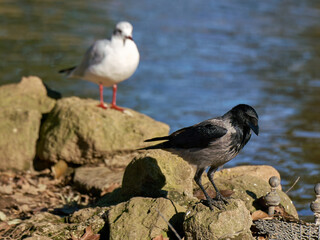 A hooded crow and a gull by a pond in a city park