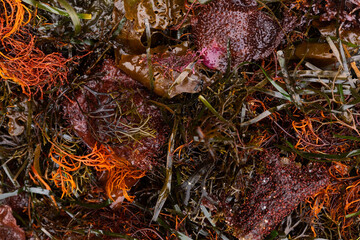 Seaweed washed up on shore full frame texture