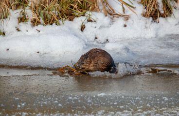 Muskrat in icy river eating