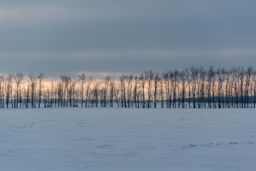 Sunset behind the trees in winter. Snow field.