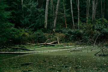Algae covered pond in the forest