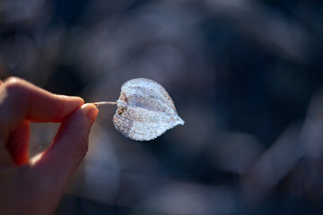 frozen plant physalis in the winter garden