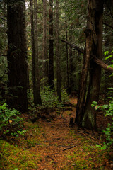 Trail through the dark forest woods on Cortes Island, BC