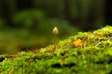 Tiny mushroom growing from a mossy log