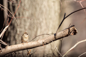 House Finch