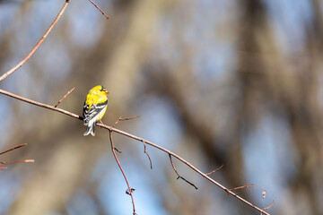 Goldfinch