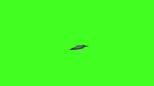 3D River dolphin Swim animation, Green screen, Aquatic animal, Dolphin animation, Dolphin chroma, single dolphin swimming, ocean, Sea, river, 2 Dolphins, Dolphins in sea