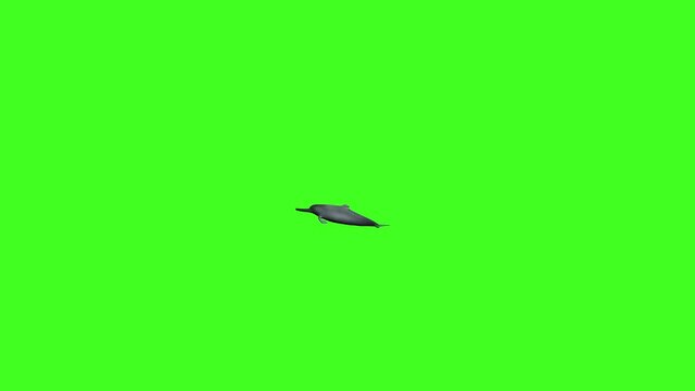 3D River dolphin Swim animation, Green screen, Aquatic animal, Dolphin animation, Dolphin chroma, single dolphin swimming, ocean, Sea, river