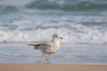 Shorebirds on Atlantic beach shore